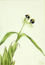 Orquídea (Epidendrum cochleatum)