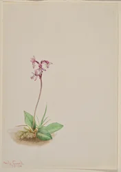 Orquídea Orchis rotundifolia