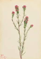 Trébol búho (Orthocarpus tenuifolius)