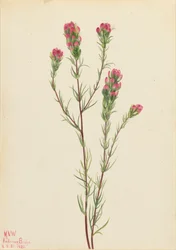 Trébol de búho Orthocarpus tenuifolius, 1923