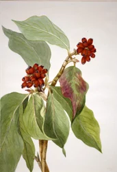Pacific Dogwood Cornus nuttallii, 1933