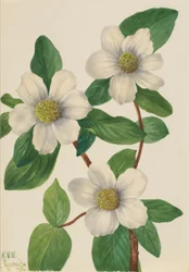 Cornejo del Pacífico Cornus nuttallii, 1933