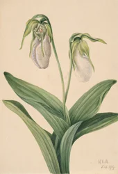 Zapatilla de dama pálida Cypripedium acaule, 1919