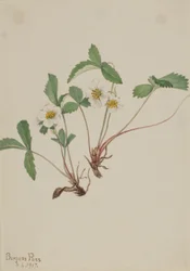 Fresa pálida (Fragaria glauca)