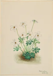 Violeta pensamiento (Viola pedata)