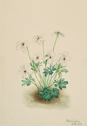 Pensamiento Violeta Viola pedata, 1919