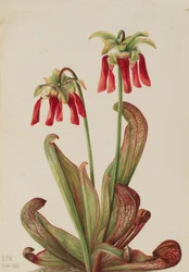 Planta Jarra de Loro Sarracenia psittacina, 1925