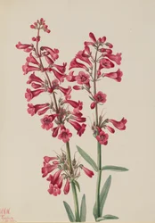 Penstemon de Parry Penstemon parryi, 1927
