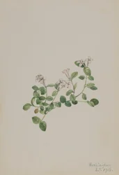 Arándano perdiz (Mitchella repena)