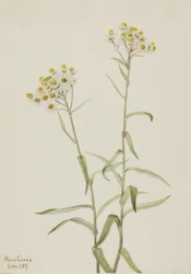 Perla Eterna Anaphalis margaritacea, 1917