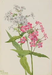Phlox perenne (Phlox paniculata)