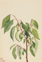 Caqui Diospyros virginiana, 1932