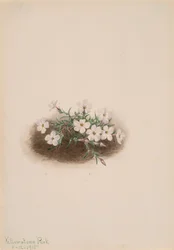 Phlox, 1915