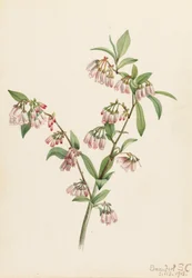 Arándano de pino Vaccinium tenellum, 1918