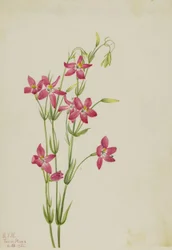 Centauro rosa (Centaurium venustum)