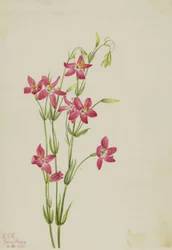 Centaurium rosa Centaurium venustum, 1925