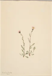 Florecilla rosada (Erigeron jucundus)