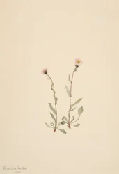 Erigeron rosado, 1904