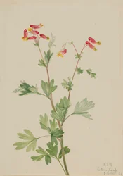 Fumerote rosado (Capnoides sempervirens)