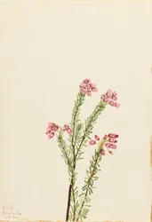 Brezo de montaña rosa Phyllodoce empetriformis, 1924