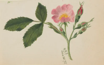 Rosa rosa