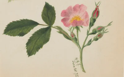 Rosa rosa, 1875