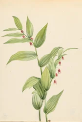 Tallo retorcido rosa (Streptopus curvipes)
