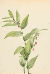 Tallo rosado retorcido Streptopus curvipes