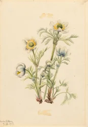 Anémona de penacho (Pulsatilla occidentalis)