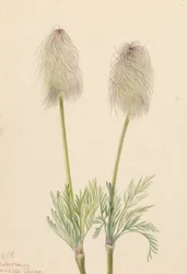 Anémona de pluma Pulsatilla occidentalis, 1923