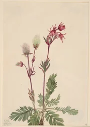 Humo de pradera (Sieversia ciliata)
