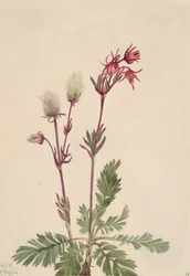 Humo de la pradera Sieversia ciliata, 1921