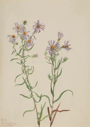 Aster de pradera (Aster campestris)