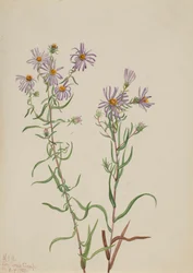Áster de la pradera Aster campestris, 1923