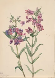 Pentstemon de la pradera Pentstemon erianthera, 1923