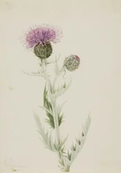 Cardo de la pradera (Cirsium undulatum), 1923