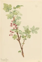 Grosellero espinoso (Ribes lacustre)