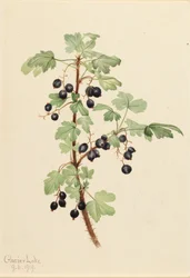 Grosellero Espinoso Ribes lacustre, 1919