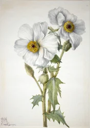 Amapola espinosa (Argemone hispeda)
