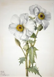Amapola espinosa Argemone hispida, 1936