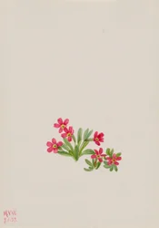 Prímula (Primula angustifolia)