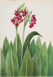 Prímula (Primula parryi)