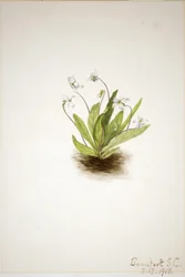 Violeta de prímula (Viola primulifolia)