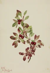 Artemisa (Arctous alpina)