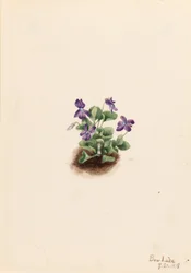 Violeta púrpura de montaña (Viola adunca)
