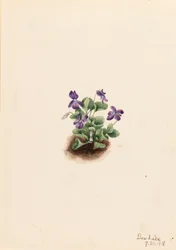Violeta de montaña púrpura Viola adunca, 1918