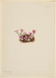 Saxifraga púrpura (Saxifrage oppositifolia)