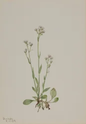 Patitas de gato (Antennaria racemosa)