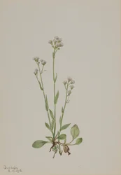 Patitas de gato, Antennaria racemosa, 1918.