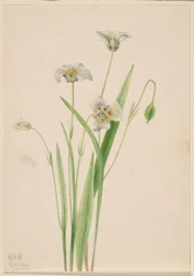 Orejas de gato (Calochortus elegans)